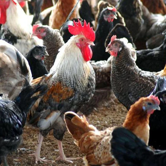 desi-breed-live-chicken-2.webp