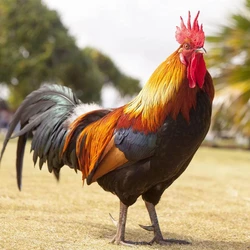Desi Breed Live Chicken