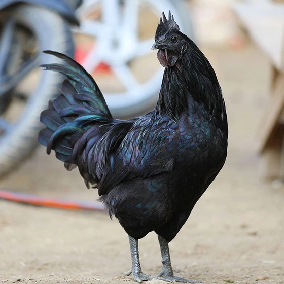 kadaknath-breed-chicken-2.webp