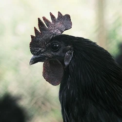 Kadaknath Breed Chicken