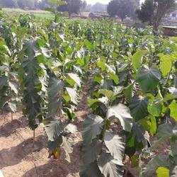 Green Teak Plants