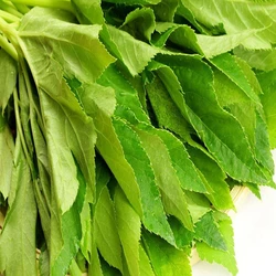 Leaf Herbal Plant
