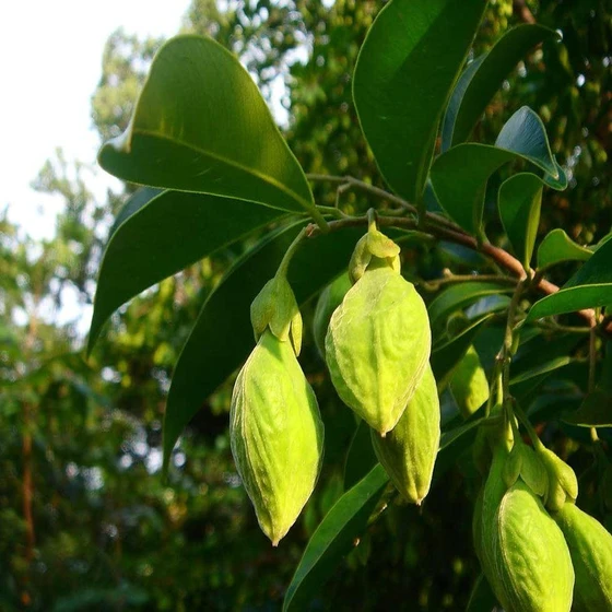green-agarwood-plant-2.webp