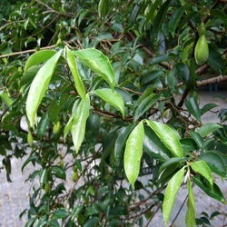 Green Agarwood Plant