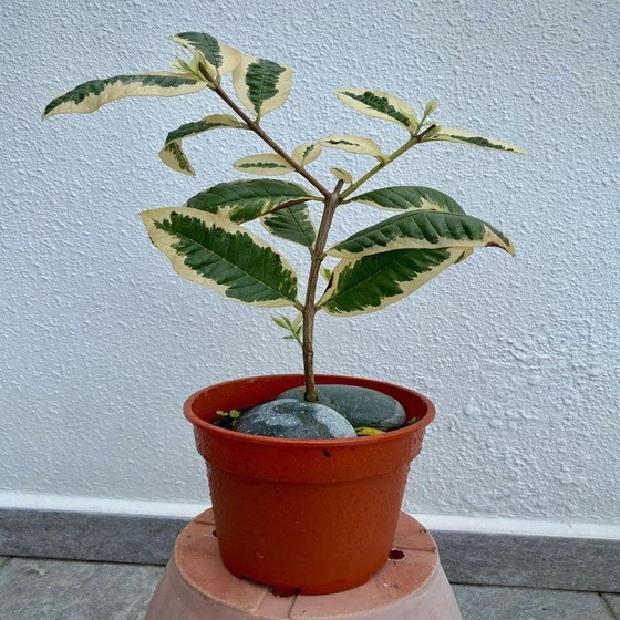 variegated-guava-plant-2.webp