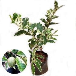 Variegated Guava Plant