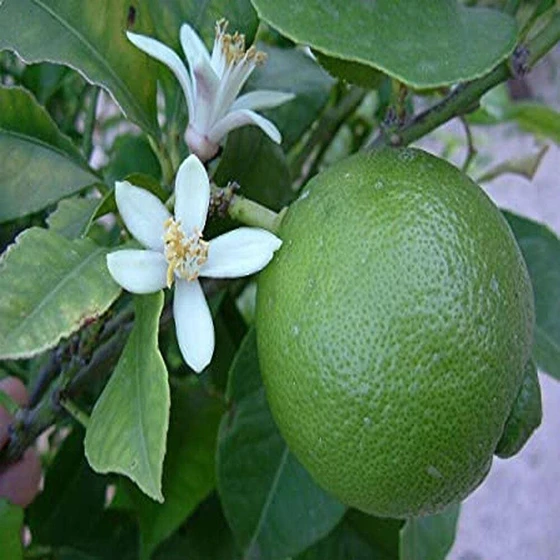 grafted-sweet-lemon-plant-2.webp