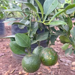 Grafted Sweet Lemon Plant