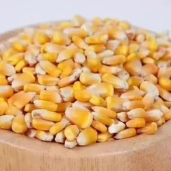 Sweet Corn Seeds