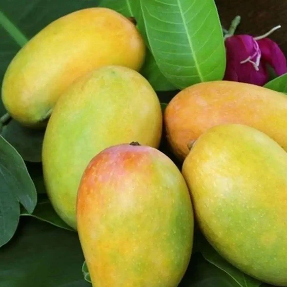 fresh-kesar-mango-2.webp
