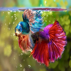 Siamese Betta Fighting Fish, Aggressive, finnage