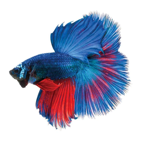 male-betta-fish-2.webp