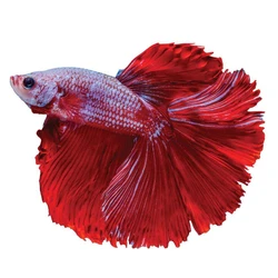 Male Betta Fish, Larger fins, more elaborate color