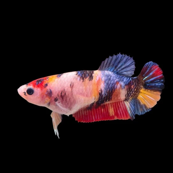 female-betta-fighter-fish-2.webp