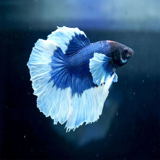 blue-male-betta-fish-2.webp