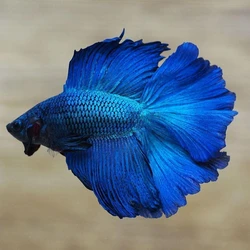Blue Male Betta Fish, Easy to intermediate, 7.4ph