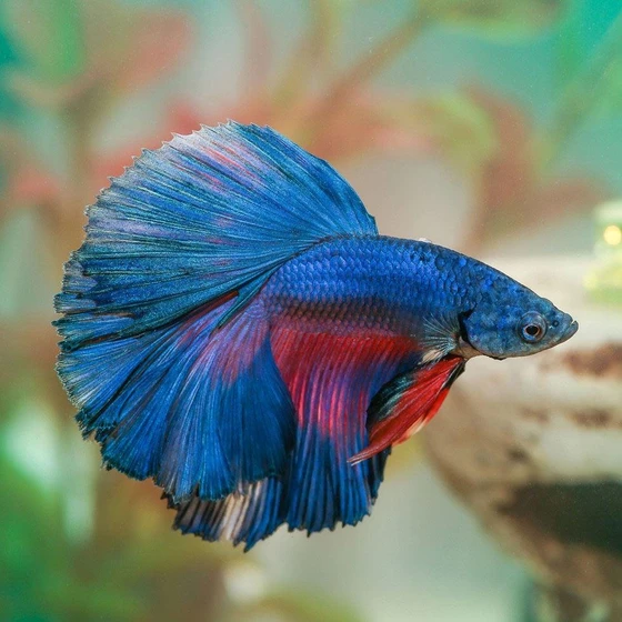 blue-betta-fighting-fish-2.webp