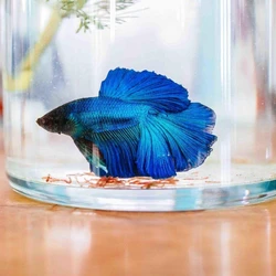 Blue Betta Fighting Fish, Torpedo shape body, unique
