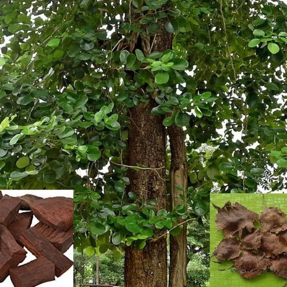 red-sandalwood-plant-2.webp