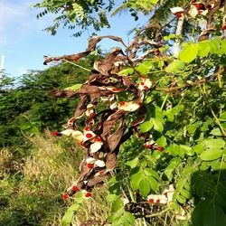 Red Sandalwood Plant