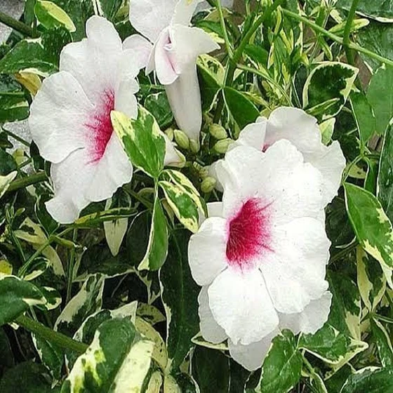 tecoma-variegated-plant-2.webp