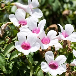 Tecoma Variegated Plant