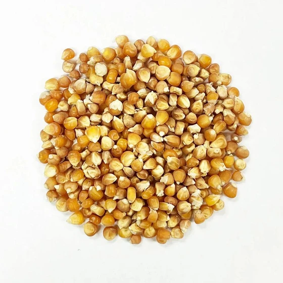 dry-corn-fresh-seeds-2.webp