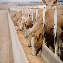 Animal Corn Feed
