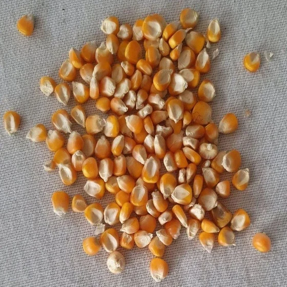 organic-animal-corn-feed-2.webp