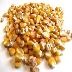 Organic Animal Corn Feed