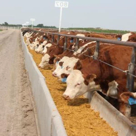 cattle-feed-testing-services-2.webp