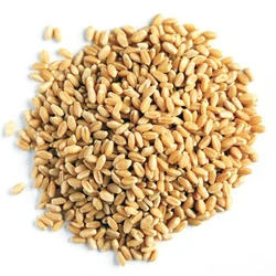 Wheat Grain