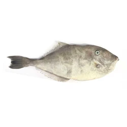 Leather Jacket Fish