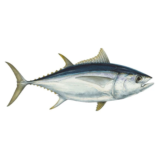 skipjack-tuna-fish-2.webp