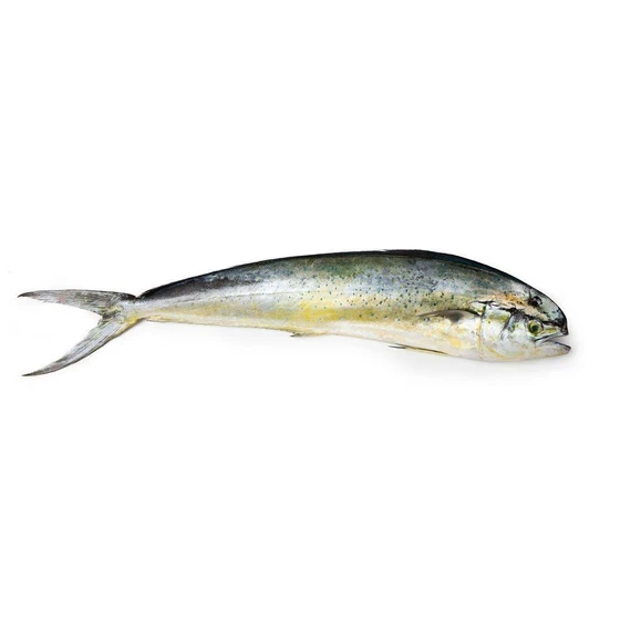 mahi-mahi-fish-1.webp