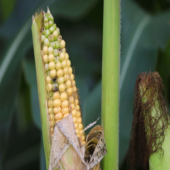 animal-feed-maize-2.webp