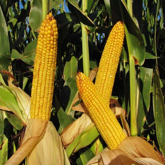 normal-maize-cattle-feed-1.webp