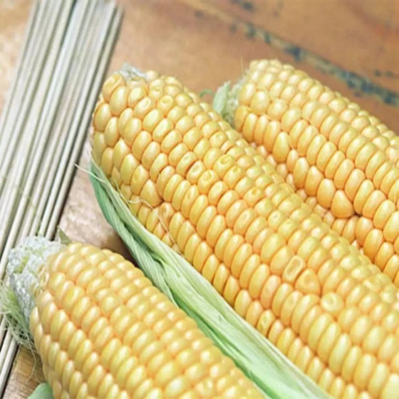 normal-maize-cattle-feed-2.webp