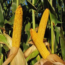 Normal Maize Cattle Feed