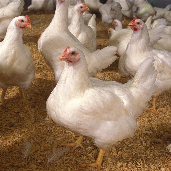 white-broiler-chicks-2.webp