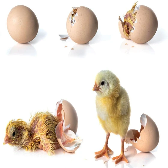 live-hatching-chicks-1.webp
