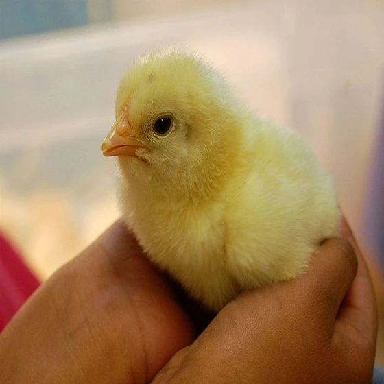 live-hatching-chicks-2.webp
