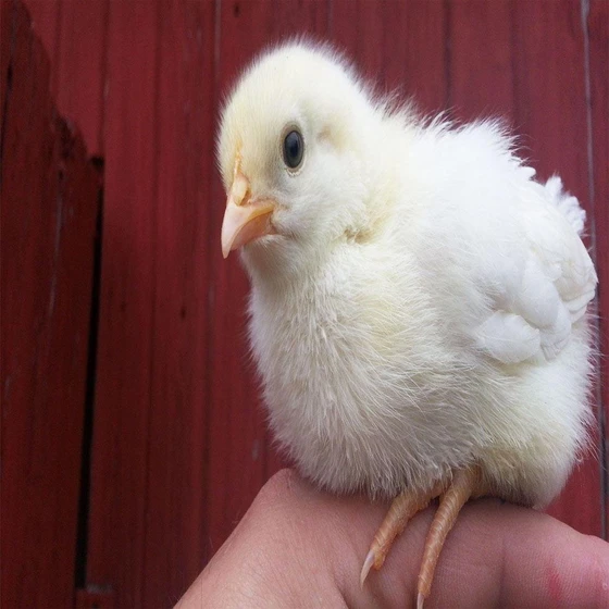white-live-hatching-chicks-1.webp
