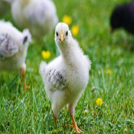 white-live-hatching-chicks-2.webp