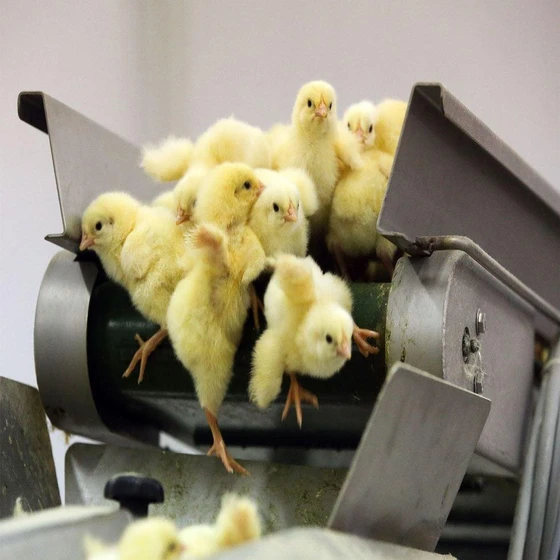 male-yellow-hatching-chicks-2.webp