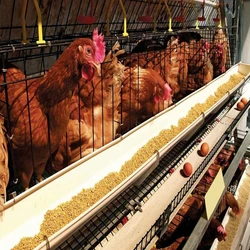 Chicken Poultry Farming