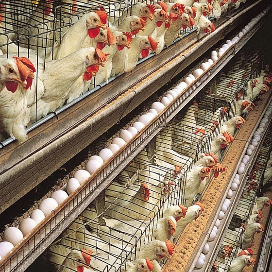 boiler-poultry-farming-1.webp