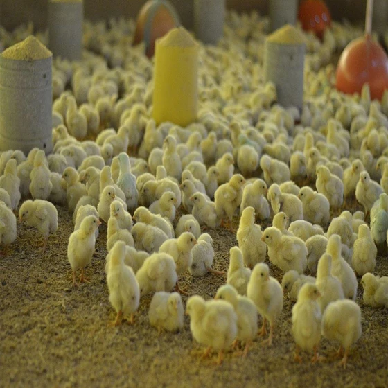 chicks-yellow-poultry-farm-2.webp