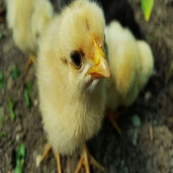 Chicks Yellow Poultry Farm