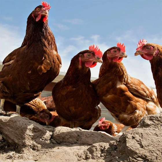 small-live-country-chicken-2.webp